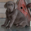 AKC Registered Labrador Retriever Silver For Sale Sugarcreek OH Male-Shadow