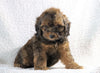 Cockapoo F1B For Sale Sugarcreek, OH Female- Mae