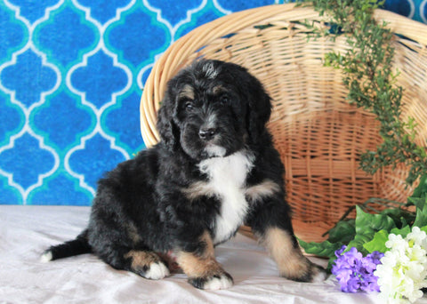 Bernedoodle For Sale Sugarcreek, OH Male- Nemo