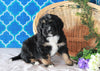 Bernedoodle For Sale Sugarcreek, OH Male- Nemo
