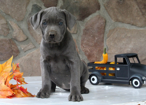 AKC Registered Cane Corso For Sale Wooster OH Female-Dora