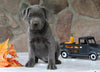 AKC Registered Cane Corso For Sale Wooster OH Female-Dora