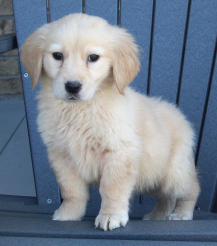 AKC Registered Golden Retriever For Sale Millersburg OH Male-Sam