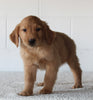 AKC Registered Golden Retriever For Sale Millersburg OH Male-Fido