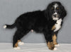 Bernedoodle For Sale Sugarcreek OH Male-Cash