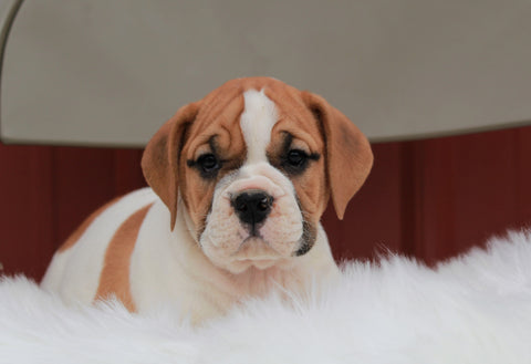 Beabull For Sale Wooster, OH Female- Angel