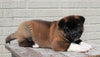 AKC Registered Akita For Sale Millersburg, OH Female- Luna