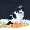 Medium F1B Labradoodle For Sale Millersburg OH Male-Hosea