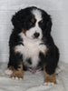 AKC Registered Bernese Mountain Dog For Sale Millersburg OH Male-Bingo