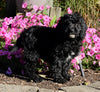F1B Medium Labradoodle For Sale Millersburg OH Male-Fred SOLD