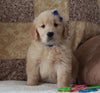 Golden Retriever For Sale Sugarcreek, OH Male- Lucky