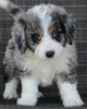 Mini Bernedoodle For Sale Mt Hope OH Male-Cody