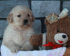 AKC Registered Golden Retriever For Sale Brinkhaven OH Female-Dolly