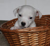 Jack Russel Terrier For Sale Fredericksburg OH Male-Rocky