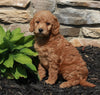 Mini Goldendoodle For Sale Sugarcreek OH Female-Sky