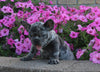 AKC Registered French Bulldog For Sale Millersburg OH Male-Waylon