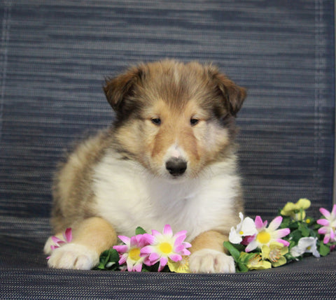 AKC Registered Collie (Lassie) For Sale Fredericksburg, OH Male- Louie