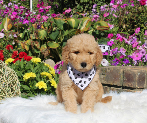 Goldendoodle For Sale Sugarcreek OH Male-Adam