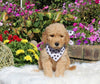 Goldendoodle For Sale Sugarcreek OH Male-Adam
