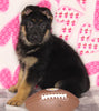 AKC Registered German Shepherd For Sale Millersburg OH Female-Mia