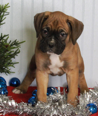 Boxer For Sale Fredericksburg OH Female-Mercedes