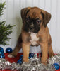 Boxer For Sale Fredericksburg OH Female-Mercedes