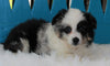 Mini Australian Shepherd For Sale Fredericksburg OH -Female Sky