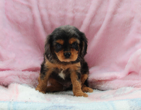Cavalier For Sale Millersburg OH Male-Joey