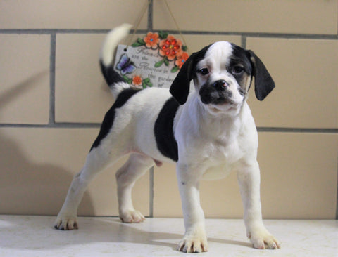 Puggle For Sale Sugarcreek, OH Male- Banjo