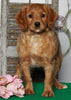 F1B Medium Labradoodle For Sale Millersburg, OH Female- Charlotte
