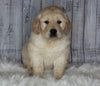 Goldendoodle For Sale Sugarcreek, OH Male- Rocky