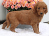 Standard Goldendoodle For Sale Shreve OH Male-Timber