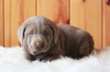 AKC Registered Silver Labrador Retriever For Sale Fredericksburg, OH Male- Jack