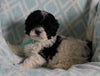 Shih-Poo For Sale Applecreek OH Male-Teddy