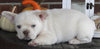 AKC Registered French Bulldog For Sale Wooster OH Male-Max