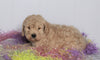 F1B Labradoodle For Sale Millersburg, OH Male- Bruno