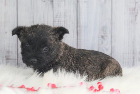 AKC Registered Cairn Terrier For Sale Millersburg, OH Female- Jade