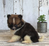 ACA Registered Pomeranian For Sale Millersburg OH Female-Julie