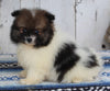 ACA Registered Pomeranian For Sale Millersburg OH Male-Tommy