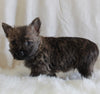 AKC Registered Cairn Terrier For Sale Millersburg OH Male-Weston