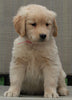 Golden Retriever For Sale Fredericksburg OH Male - Asher