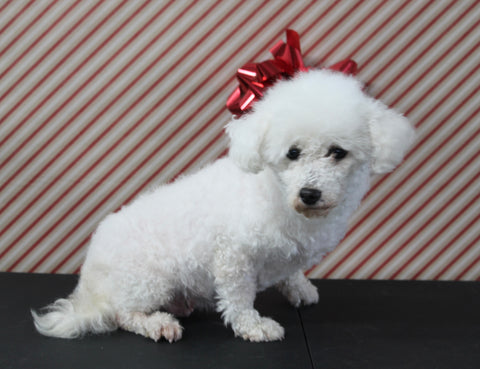 AKC Registered Bichon For Sale Applecreek OH Female-Fluffy PET ONLY
