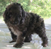 Cockapoo For Sale Dundee OH Male-Andre'