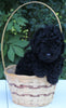 AKC Registered Mini Poodle For Sale Millersburg OH Male-Teddy