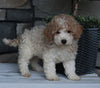 AKC Registered Moyen Poodle For Sale Wooster OH Male-Arlo