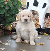 AKC Registered Golden Retriever For Sale Fredericksburg OH Male-Lewie