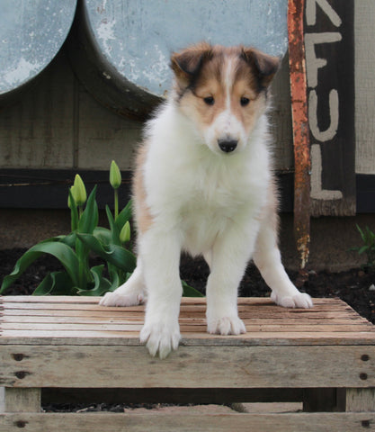 AKC Registered Collie Lassie For Sale Fredricksburg OH Female-Hallie