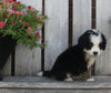 Mini Bernedoodle For Sale Sugarcreek OH Male-Mickie