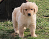 AKC Registered Golden Retriever For Sale Fredericksburg, OH Male- Lonnie