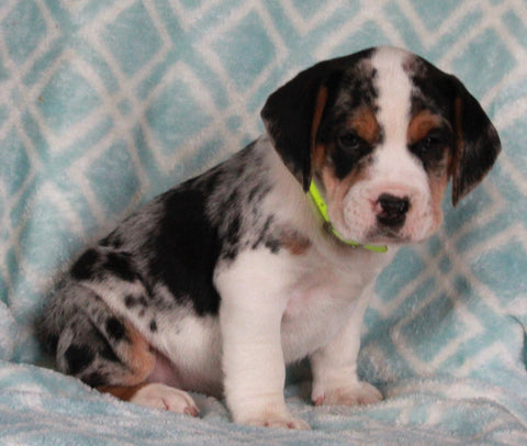 Beabull For Sale Navarre OH Male-Luke